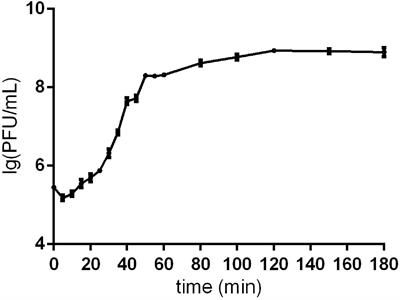 Complete genome sequencing of a Tequintavirus bacteriophage with a broad host range against Salmonella Abortus equi isolates from donkeys